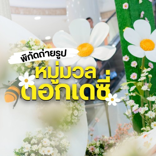 พิกัดถ่ายรูป หมู่มวลดอกเดซี่